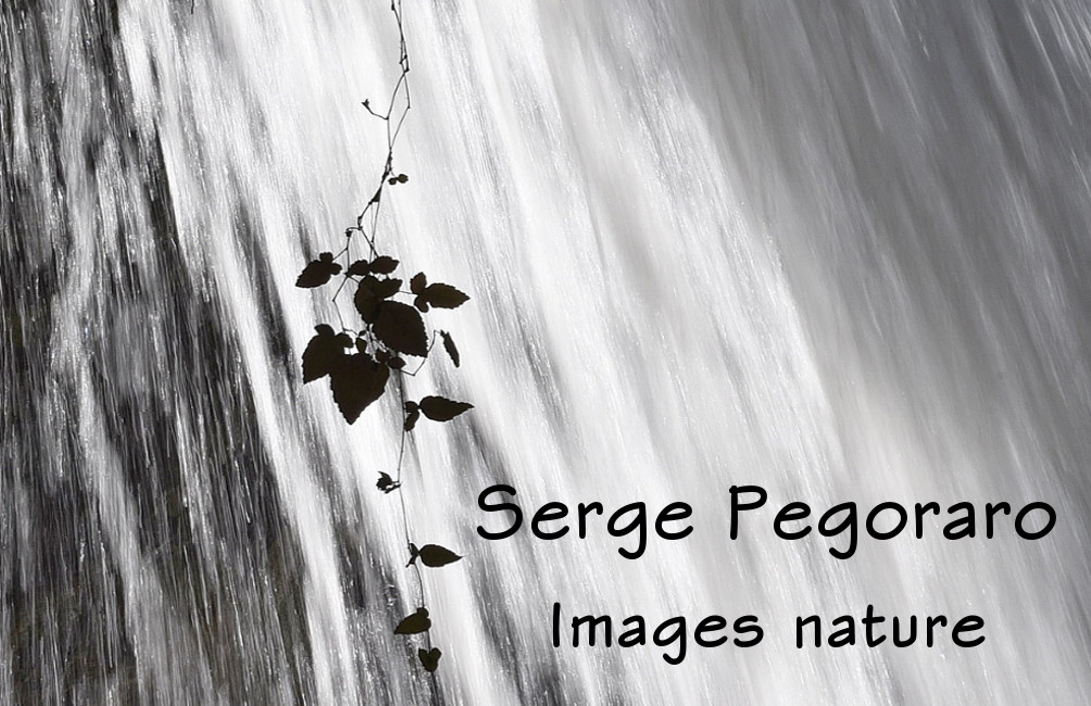 SERGE PEGORARO